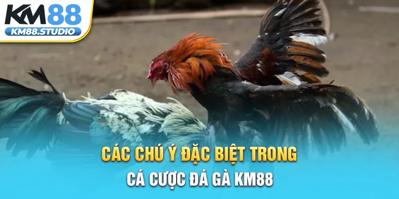 Các chú ý đặc biệt trong cá cược đá gà km88 