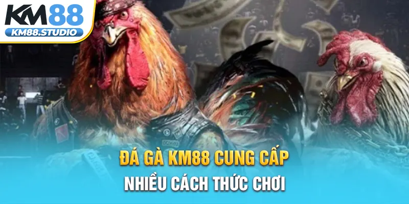 Đá gà km88 cung cấp nhiều cách thức chơi 