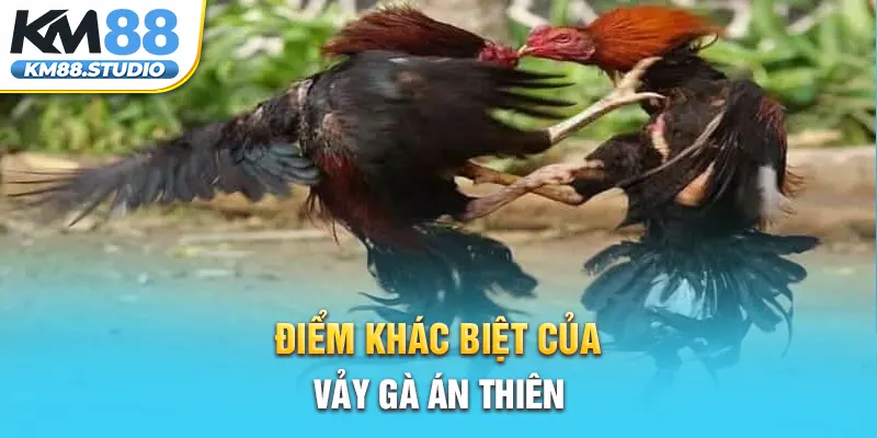 Điểm khác biệt của vảy gà Án Thiên