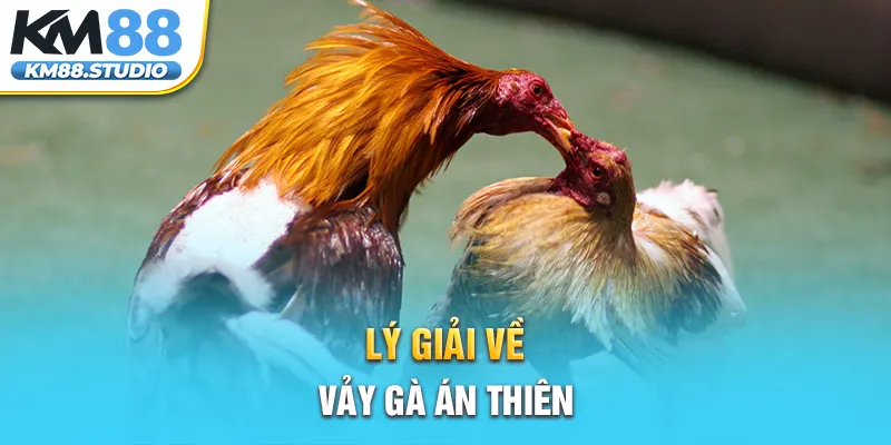 Lý giải về vảy gà Án Thiên