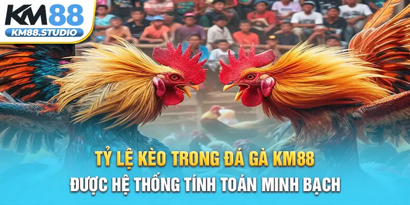 Tỷ lệ kèo trong đá gà km88 được hệ thống tính toán minh bạch 