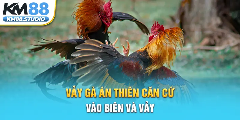 Vảy gà Án Thiên căn cứ vào biên và vảy