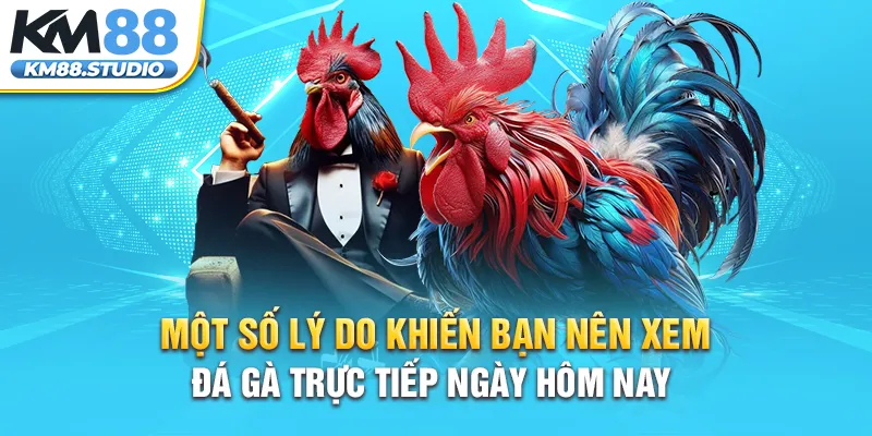 Một số lý do khiến bạn nên xem đá gà trực tiếp ngày hôm nay 