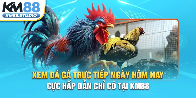 Xem Đá Gà Trực Tiếp Ngày Hôm Nay Cực Hấp Dẫn Chỉ Có Tại KM88